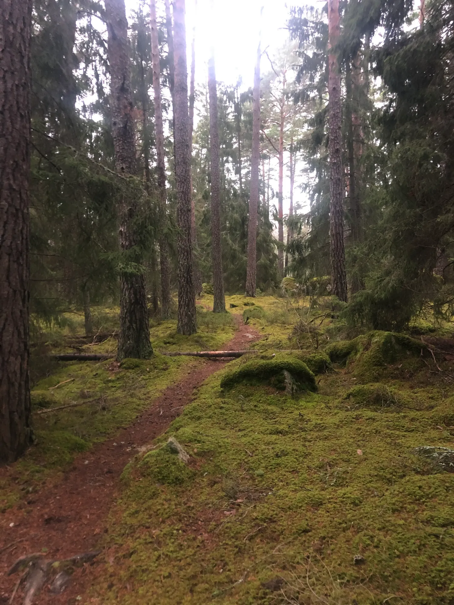 Ridning i Skölsta: Din Guide till Stall, Ridvägar & Hästliv i Uppsala